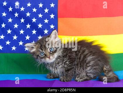 Adorabile gattino seduto comicamente su un arcobaleno colorato Gay Pride americano bandiera, guardando leggermente verso il basso a destra spettatori. Foto Stock