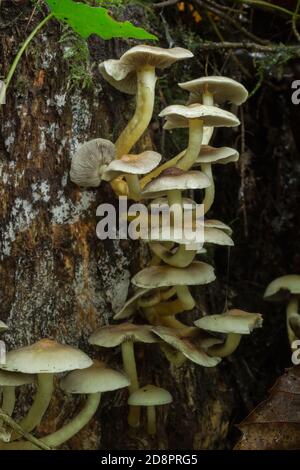 Un gruppo di ipholoma Fasciculare fungo che cresce su un ceppo di alberi in decadimento. Foto Stock