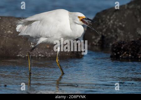 Una garza innevata (Tula di Egretta) inghiottire un piccolo crostacei che ha catturato nelle piscine di marea a Pillar Point, in California. Foto Stock