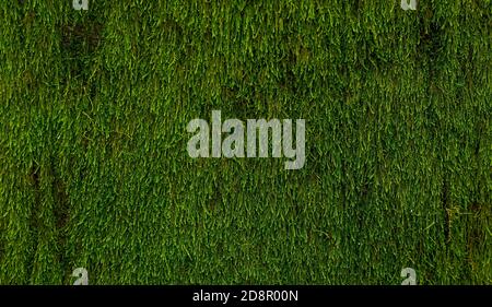 Sfondo da mossi verdi Foto Stock