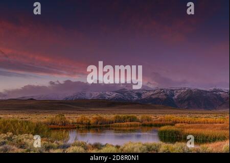 Dawn, Wetlands, Mono Basin National Forest Scenic Area, Eastern Sierra, Inyo National Forest, California Foto Stock