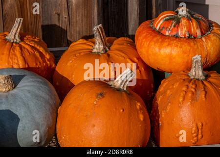 zucche in esposizione in un negozio di fattoria a norfolk in mostra per le celebrazioni di halloween Foto Stock