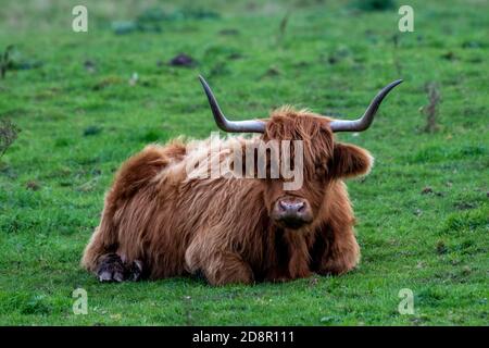 un grande toro di bestiame dell'altopiano di aberdeen angus che si stese prendendolo facile e riposante in un campo verde su una fattoria in norfolk. Foto Stock