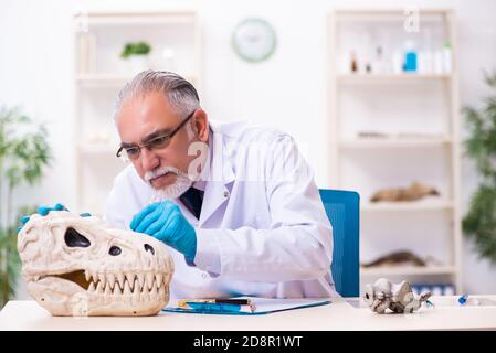 Vecchio paleontologo maschile che lavora in laboratorio Foto Stock