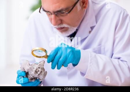 Vecchio paleontologo maschile che lavora in laboratorio Foto Stock