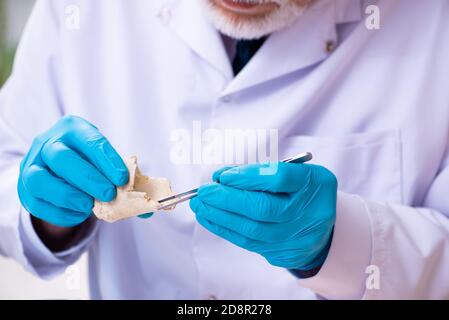 Vecchio paleontologo maschile che lavora in laboratorio Foto Stock