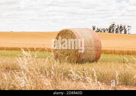 Una balla di fieno nel paddock recintato vicino a Wagin, Australia occidentale Foto Stock