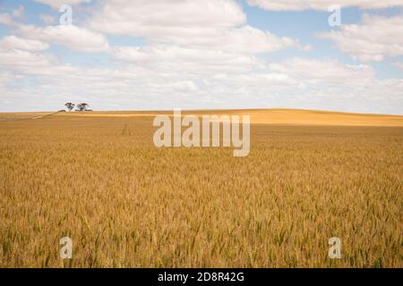 Acri di raccolto di grano quasi pronti per raccolto vicino Wagin Australia occidentale Foto Stock