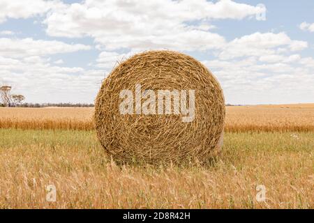 Lato sulla balla di fieno contro il paddock parzialmente raccolto vicino a Wagin, Australia occidentale Foto Stock