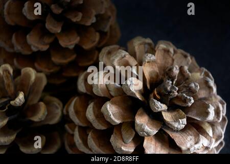 Primo piano di tre coni di pino su sfondo scuro. Sfondo autunno. Foto Stock