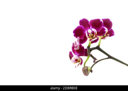 Porpora orchidea fiore falaenopsis, falaenopsis o falah su uno sfondo bianco. Fiori di falaenopsis viola sulla destra, noti come orchidee farfalla. Foto Stock