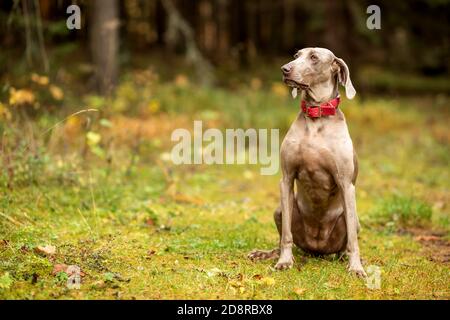 Weimaraner vizsla cane da caccia seduto nella foresta Foto Stock
