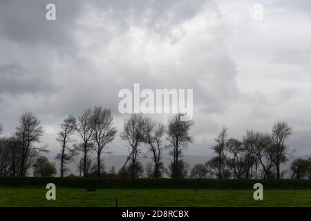 Fila di alberi che si stagliano contro un cielo nuvoloso, vicino a Pohangina, Manawatu, Isola del Nord, Nuova Zelanda Foto Stock