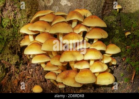 Ciuffo di zolfo di funghi (Hypholoma fasciculare) che cresce su un tronco di albero. Foto Stock