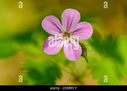 Herb-robert - Geranium robertianum, bella piccola pianta fiorente da prati europei, Repubblica Ceca. Foto Stock