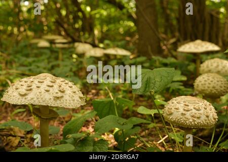 Un sentiero di funghi chiari e scalosi in un boschetto ombreggiato. Foto Stock