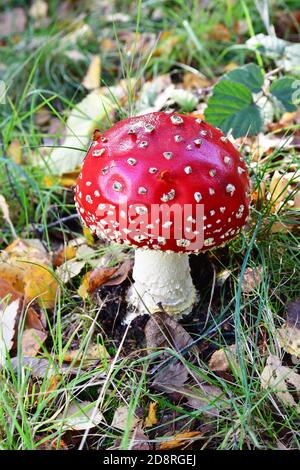 Sgabello agarico di mosca rosso e bianco, che cresce tra le foglie d'autunno caduto in un giardino in Gran Bretagna, Regno Unito Foto Stock