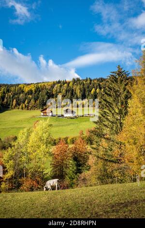 Funes Valley, Trentino, Italia. Paesaggio autunnale con colori autunnali. Foto Stock