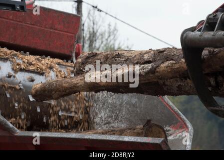 trituratore industriale per alberi tagliando un albero in piccoli pezzi di legno Foto Stock