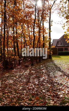A broad path in the woods leading to the garage of the house.The oak trees have lovely colored foliage. The sun-rays are creating long shadows. Autumn Foto Stock