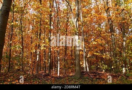 Una foresta panoramica con querce americane. Bel fogliame di colore autunnale. Gli alberi sono dorati e luminosi al sole. Foto Stock