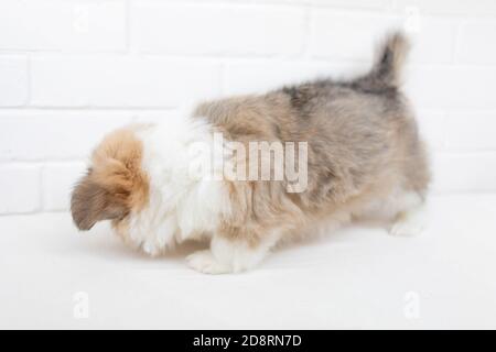 Cute Puppy gallese Corgi Pembroke su sfondo bianco. Ritratto di bello piccolo cane cucciolo da vicino Foto Stock