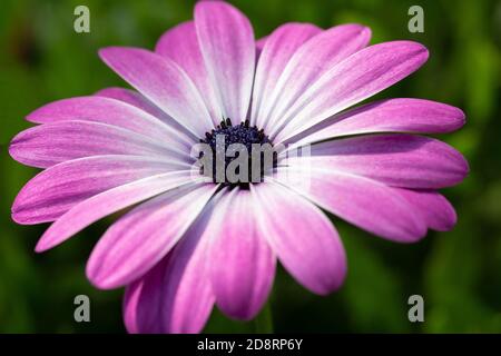 Primo piano del fiore di Capo Marguerite (Diorphotheca ecklonis) Foto Stock