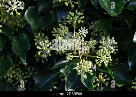 Edera in fiore (Hedera Helix) Foto Stock
