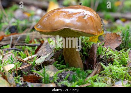 Bolete della Baia dei funghi (Imleria badia) Foto Stock
