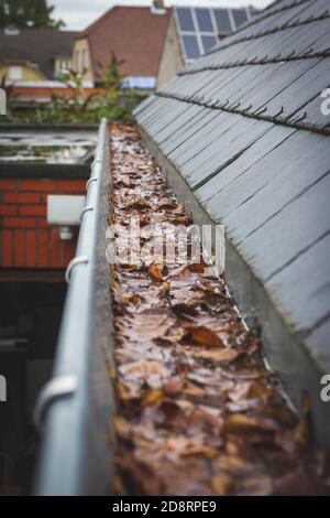 Un ritratto di una grondaia ostruita piena di foglie autunnali e acqua che non può allontanarsi appeso accanto ad un tetto di ardesia. Una tipica chore dopo l'autunno è di Foto Stock