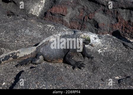 Un'enorme colonia di iguana marina sulla costa rocciosa di lava di Punta Espinoza su Fernandina nell'Arcipelago delle Galapagos. Foto Stock