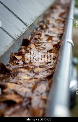 Un ritratto di una grondaia ostruita piena di foglie autunnali, sporcizia e acqua che non possono allontanarsi appesi accanto ad un tetto di ardesia. Un tipico chore dopo l'autunno Foto Stock