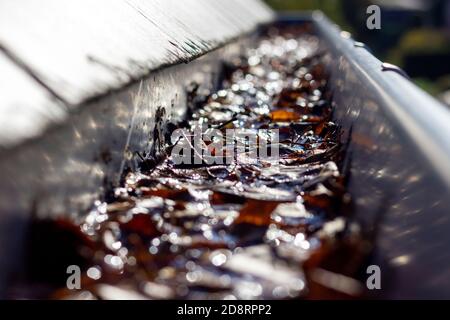 Un ritratto dell'interno di una grondaia di un tetto di ardesia. La grondaia è piena di foglie caduti durante l'autunno che ostruiscono l'uscita per l'acqua. An Foto Stock