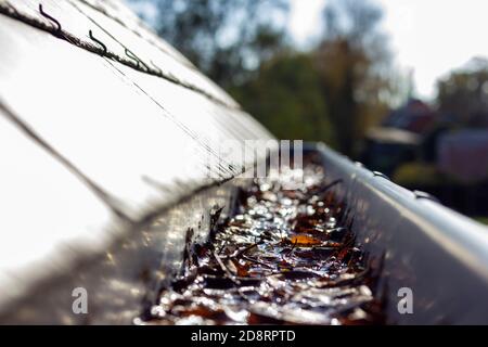 Un ritratto di una grondaia del tetto ostruita da molte foglie cadenti appese da un tetto di ardesia. Questo è un tipico chore annuale durante o dopo l'autunno a zio Foto Stock