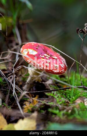 Un ritratto di un fungo di mosca agarico o amanita che si trova tra una vegetazione forestale. Il colore rosso e i punti bianchi sono caratteristici per questo da a. Foto Stock