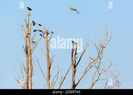 Accopaglia con Crows e Grey Herons seduti sulle cime degli alberi Foto Stock