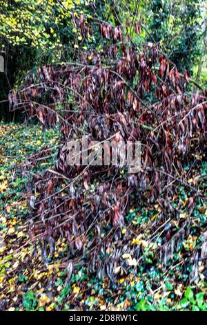 parte caduto ramo albero morto in autunno Foto Stock