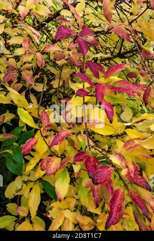 hedge fila colori autunnali Foto Stock