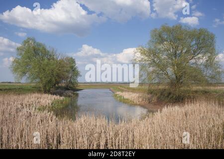 Fitta di canne secche sulle rive di un piccolo lago in tempo di sole. Un grande albero ramificato sulla riva. Foto Stock