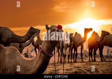 Cammelli presso la Fiera di Pushkar, chiamato anche il cammello di Pushkar Fiera o localmente come Kartik Mela è un annuale multi-giorno fiera del bestiame e culturali tenutosi a th Foto Stock