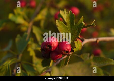 Primo piano di una rosa di cani selvatici (Rosa Canina) Foto Stock