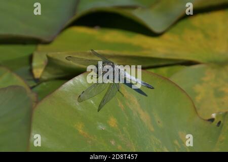 Nero-tailed Skimmer (Orthetrum cancellatum) Foto Stock