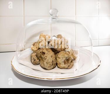 Tartufi bianchi di Alba sotto una campana di vetro Foto Stock