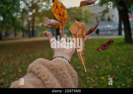 Mano in morbido Brown Coat gode di caduta nel parco europeo. La mano umana getta le foglie marroni dell'autunno nell'aria nel parco durante la stagione autunnale. Foto Stock