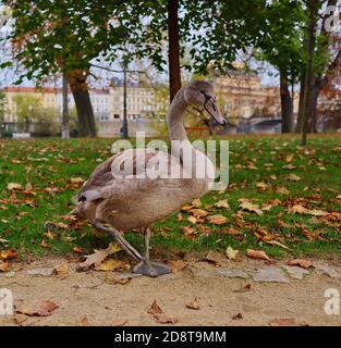 Il Gray Mute Swan nel parco di Praga durante l'autunno. Cygnus olor è una specie di Swan e membro della famiglia Anatidae. Foto Stock