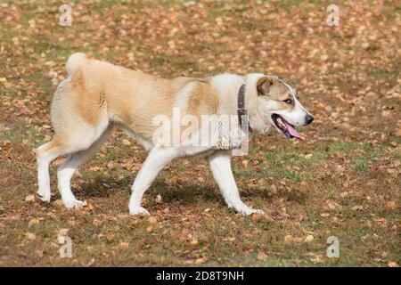Il simpatico cane da pastore dell'asia centrale sta camminando nel parco autunnale. Animali domestici. Cane purebred. Foto Stock