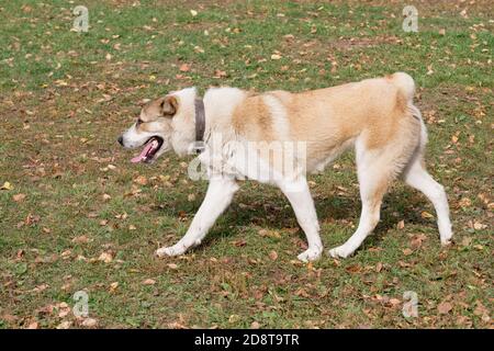 Il cane da pastore dell'asia centrale sta camminando nel parco autunnale. Animali domestici. Cane purebred. Foto Stock