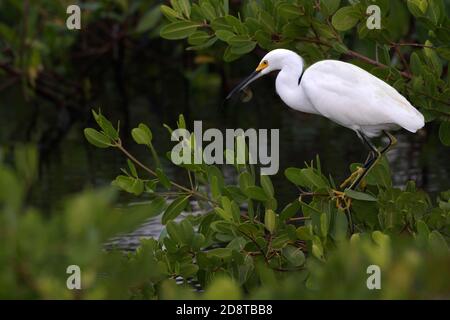 La luce solare delicata mette in evidenza l'Egret innevato sui gamberi nel frondoso Fogliame al Ding Darling National Wildlife Refuge sull'isola di Sanibel In Florida Foto Stock