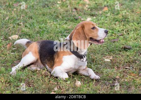 Carino cucciolo di aquila inglese è sdraiato su un'erba verde nel parco autunnale. Animali domestici. Cane purebred. Foto Stock