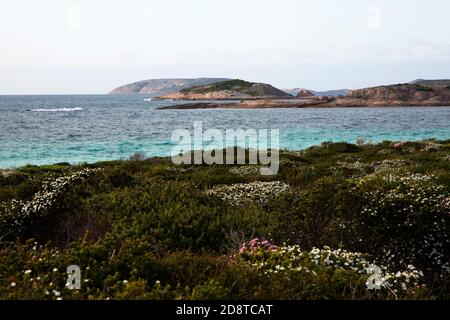 Splendida vista sui fiori selvatici sull'Oceano Indiano Rossiter Bay nel remoto Cape le Grand National Park in Australia occidentale Foto Stock